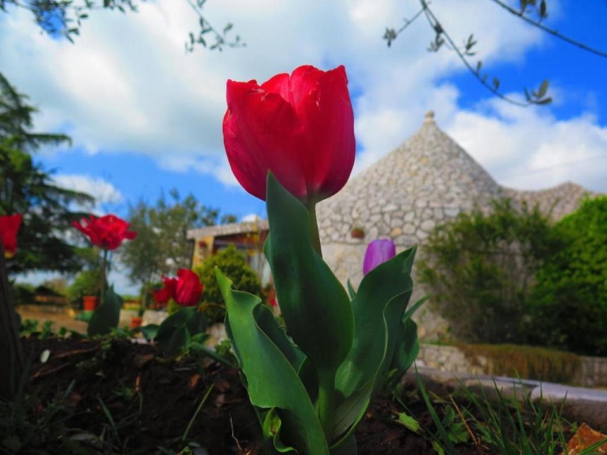 B&B Mandorla Amara Gioia Del Colle Zewnętrze zdjęcie